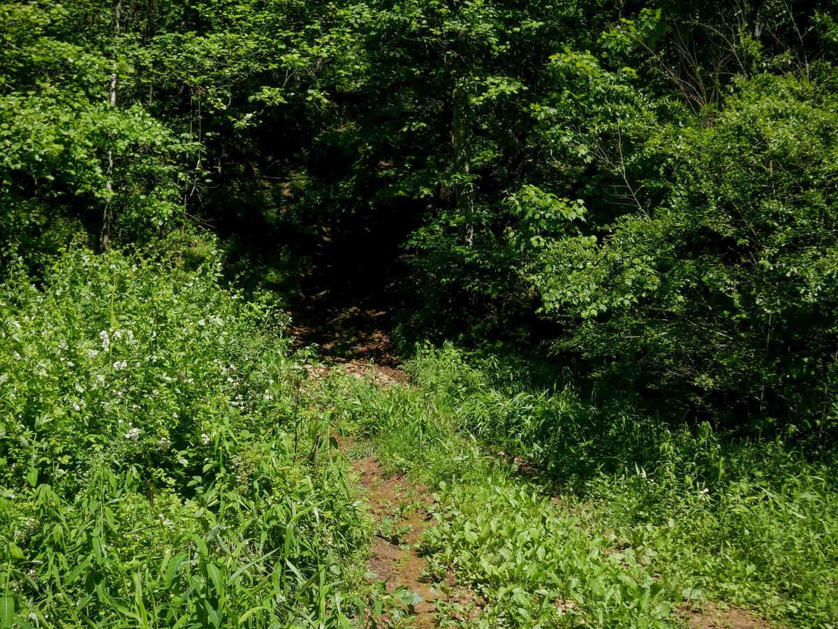 CC87 photo 3