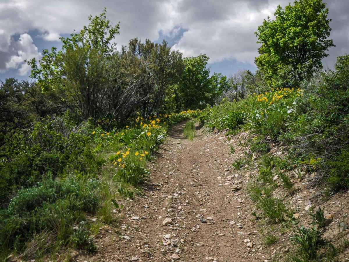 Ruben Hollow to Davis Basin 7441 photo 6