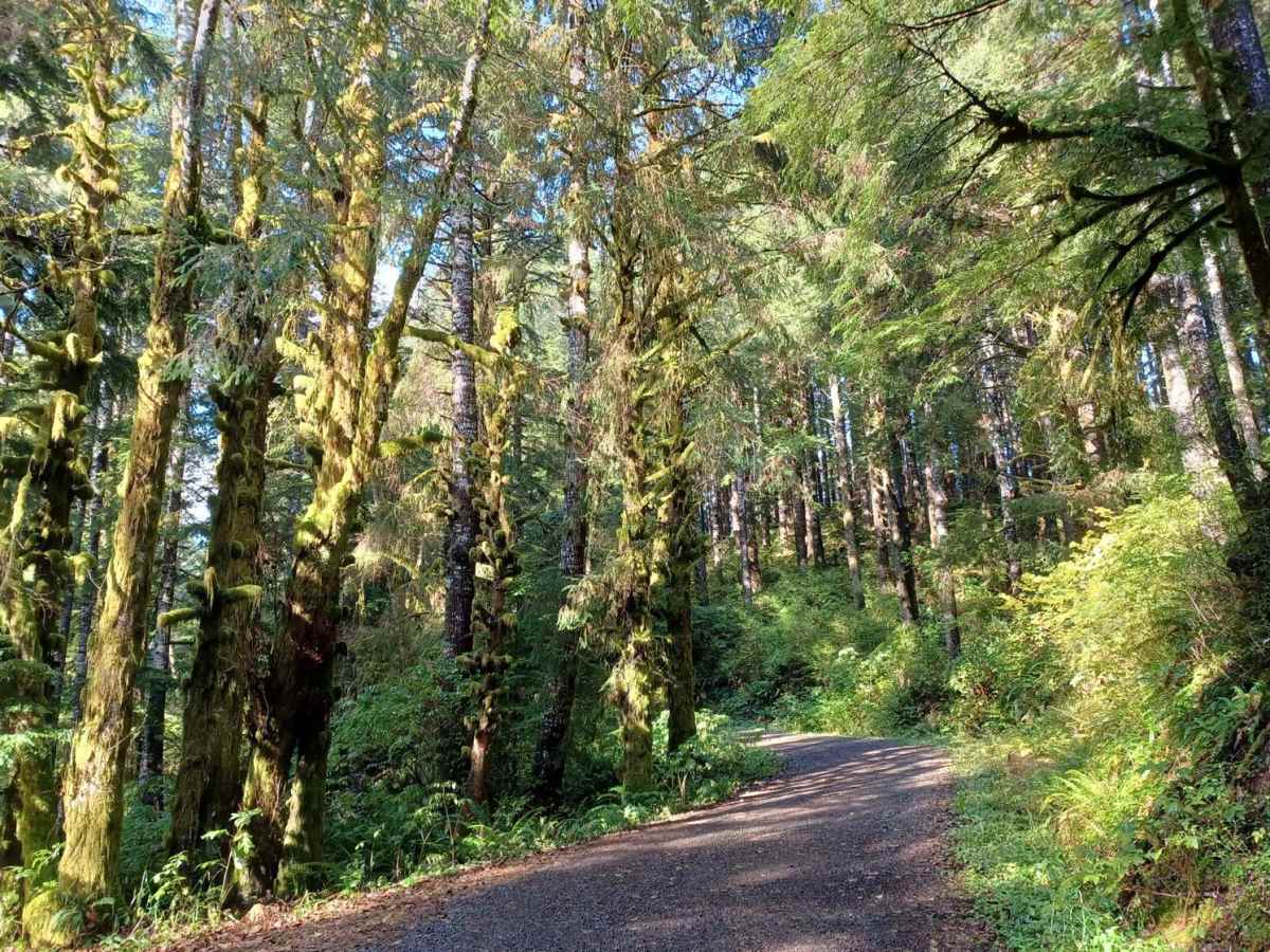 Lewis Creek photo 4