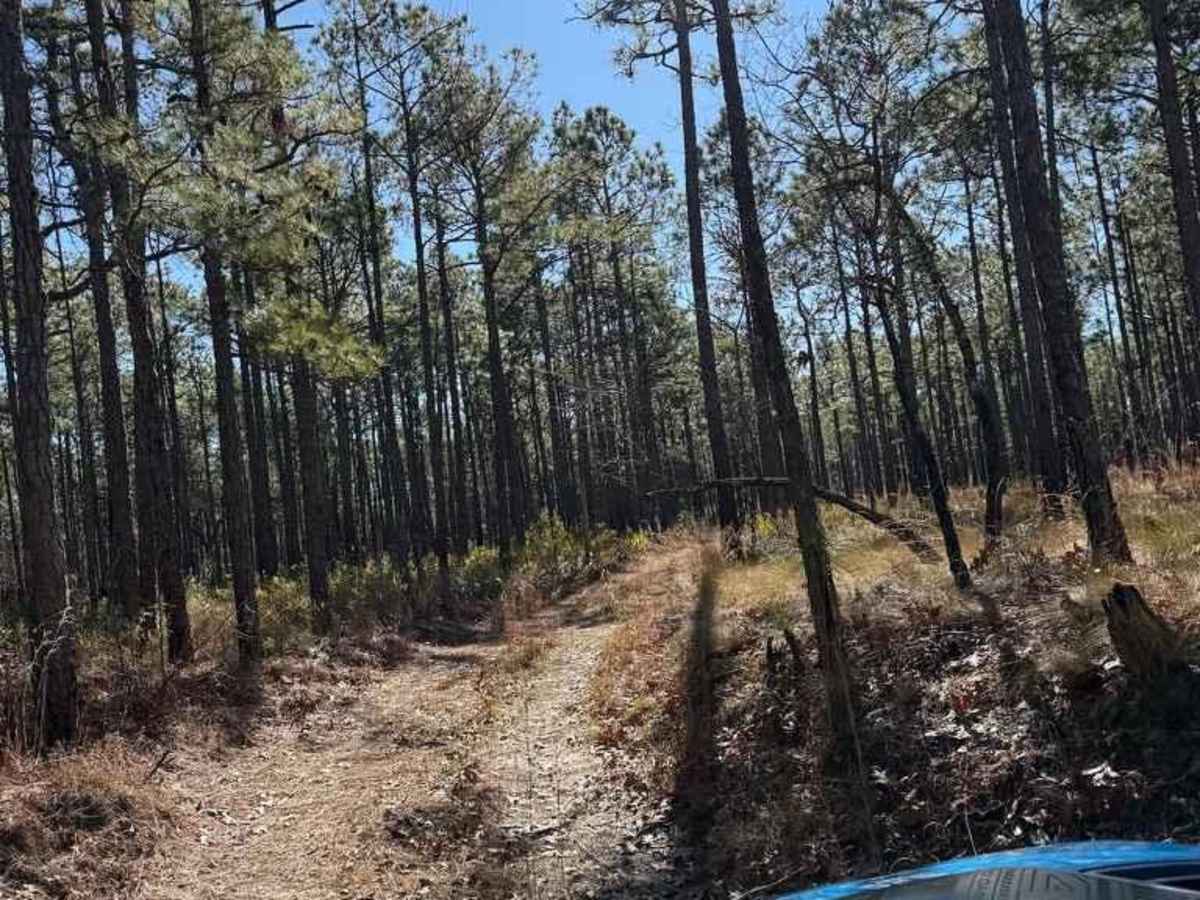 Pettiford Creek Trail 7 photo 2