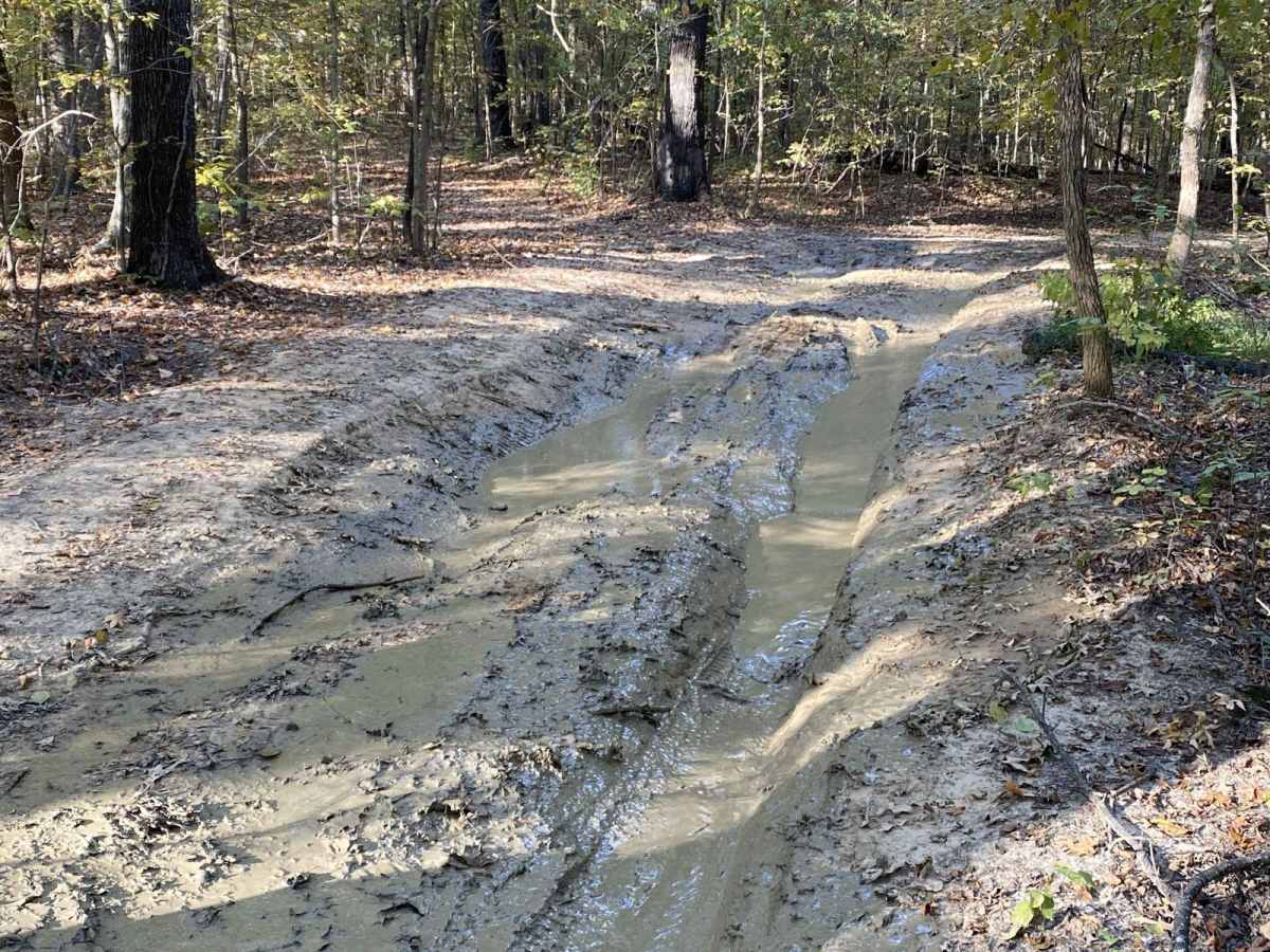 FSR 319 Land Between the Lakes photo 2