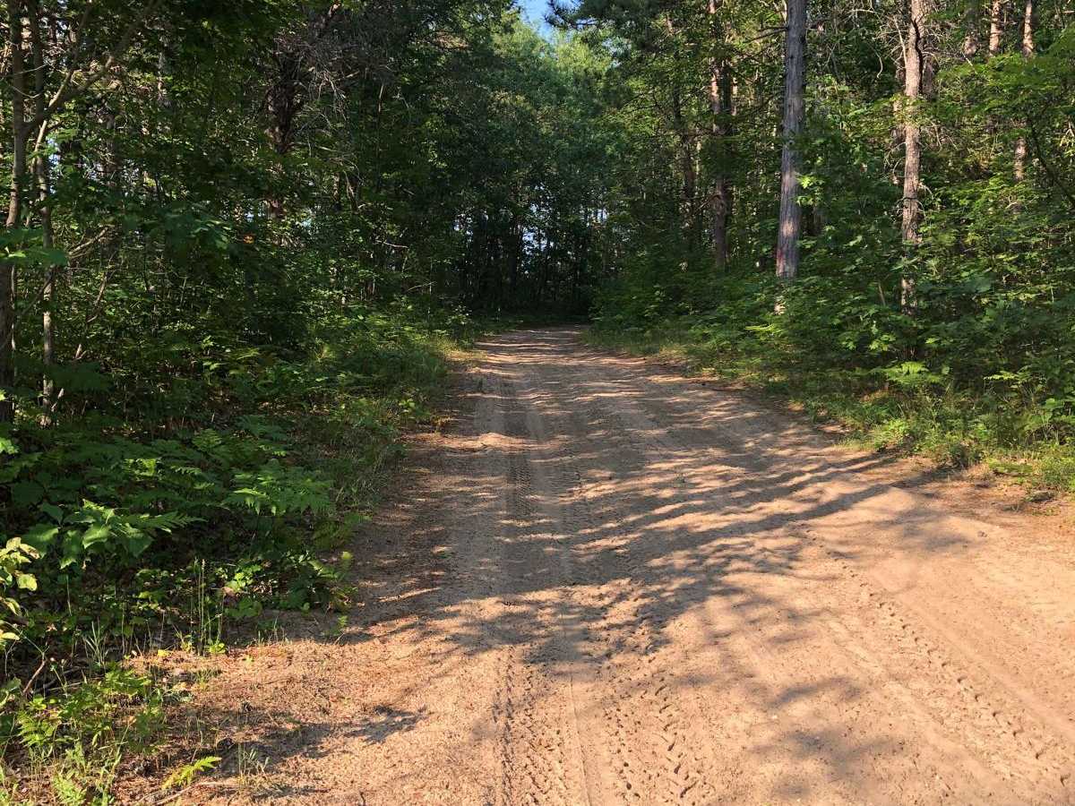 Jack Pine photo 3