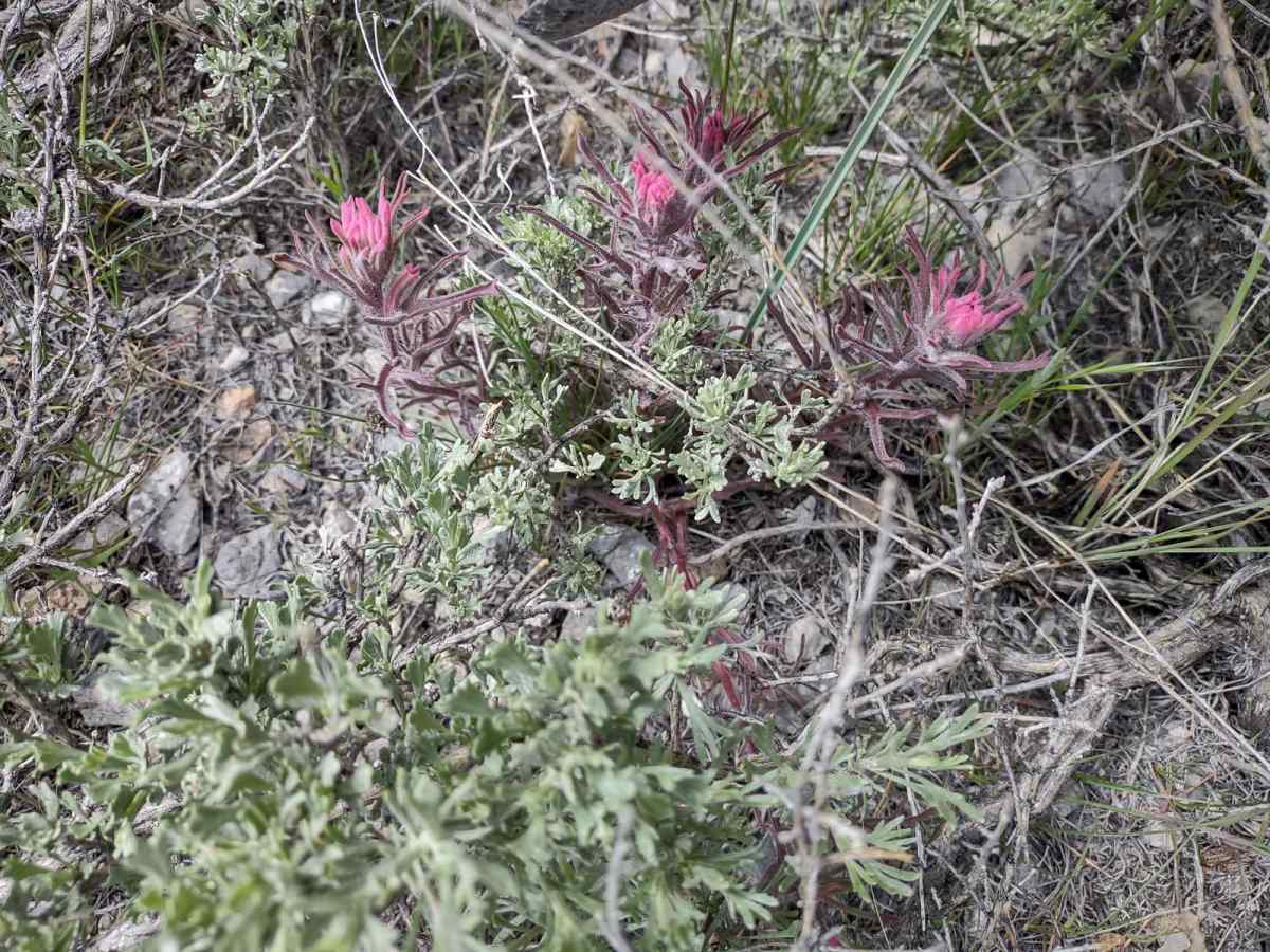 Hammond Canyon to Appendicitis Hill photo 3