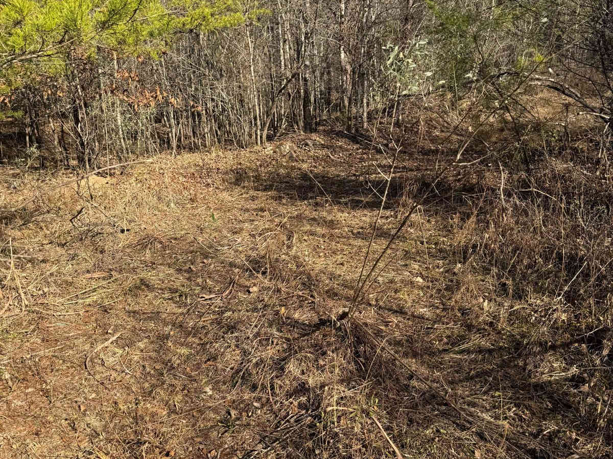 #106 The Bush photo 2