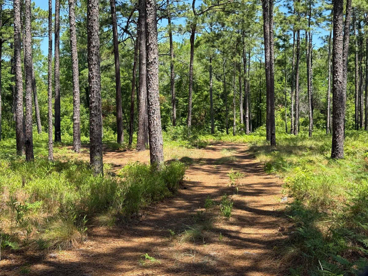 Pringle Road Spur 2 photo 3