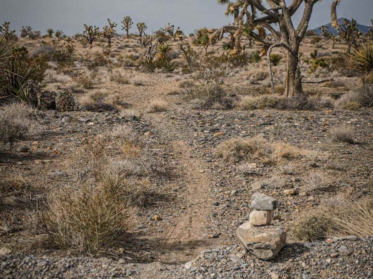 Joshua Tree Trail photo 6