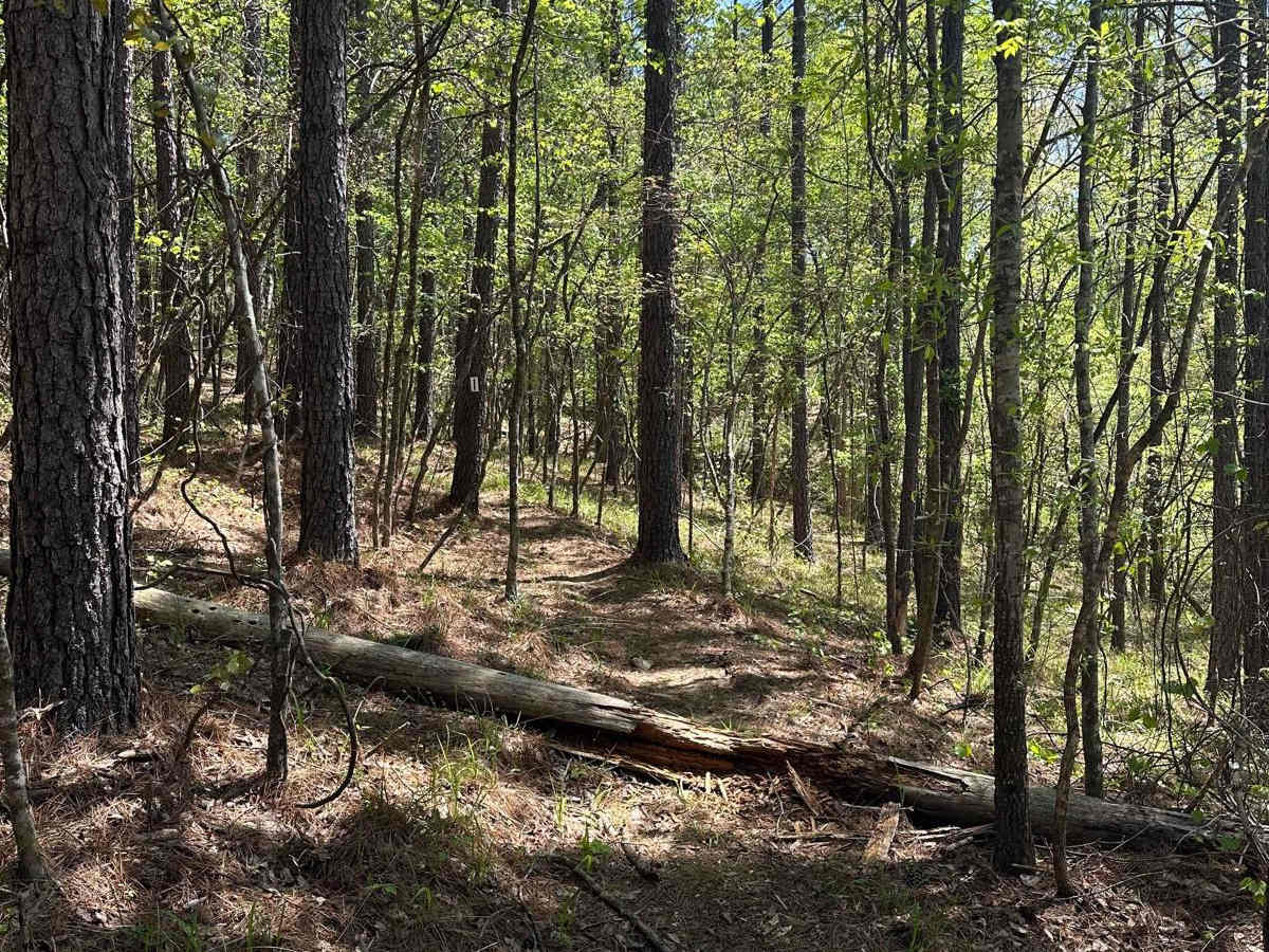 Trail 14 photo 6
