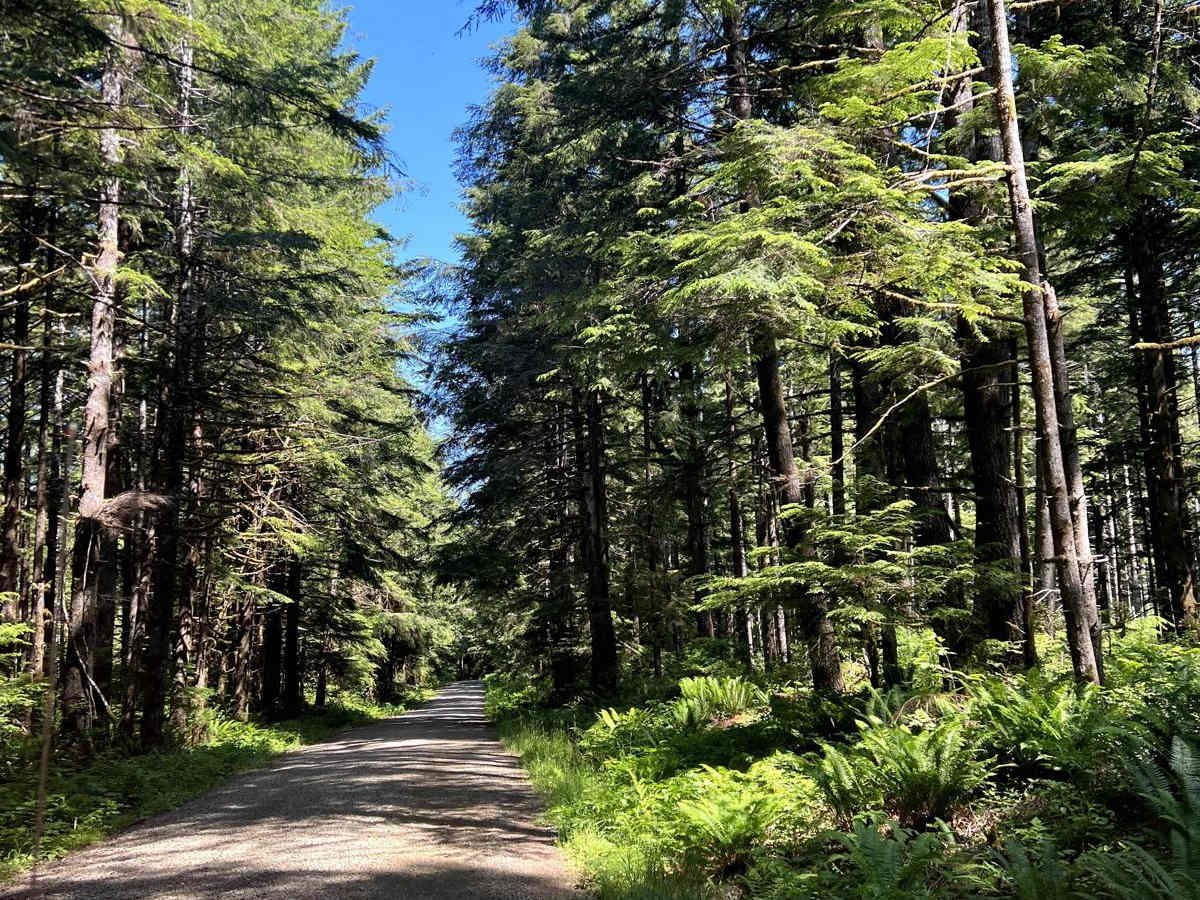 Pete's Creek Trail trail photo