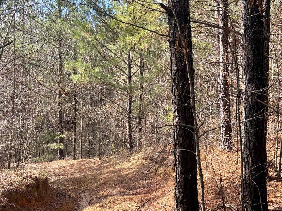 Snake Road photo 4