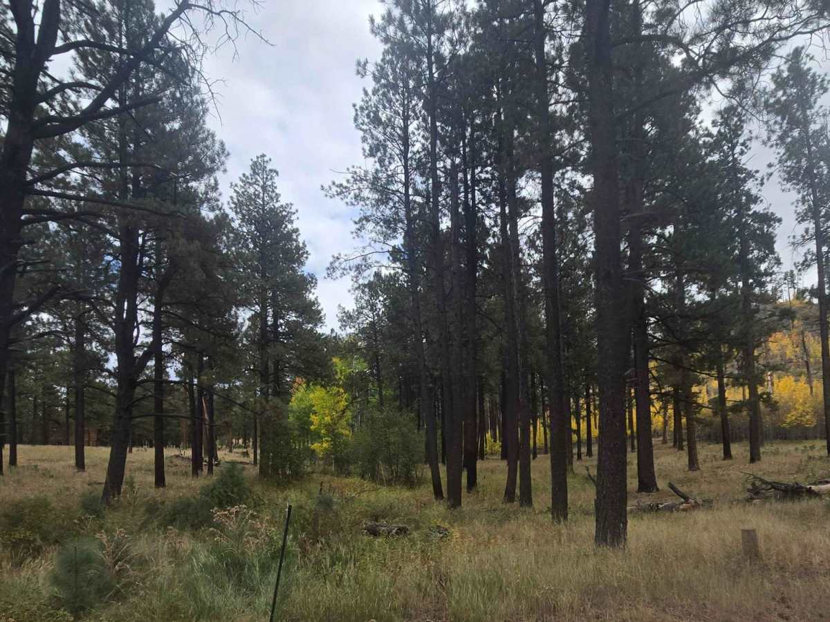 East Fork photo 3