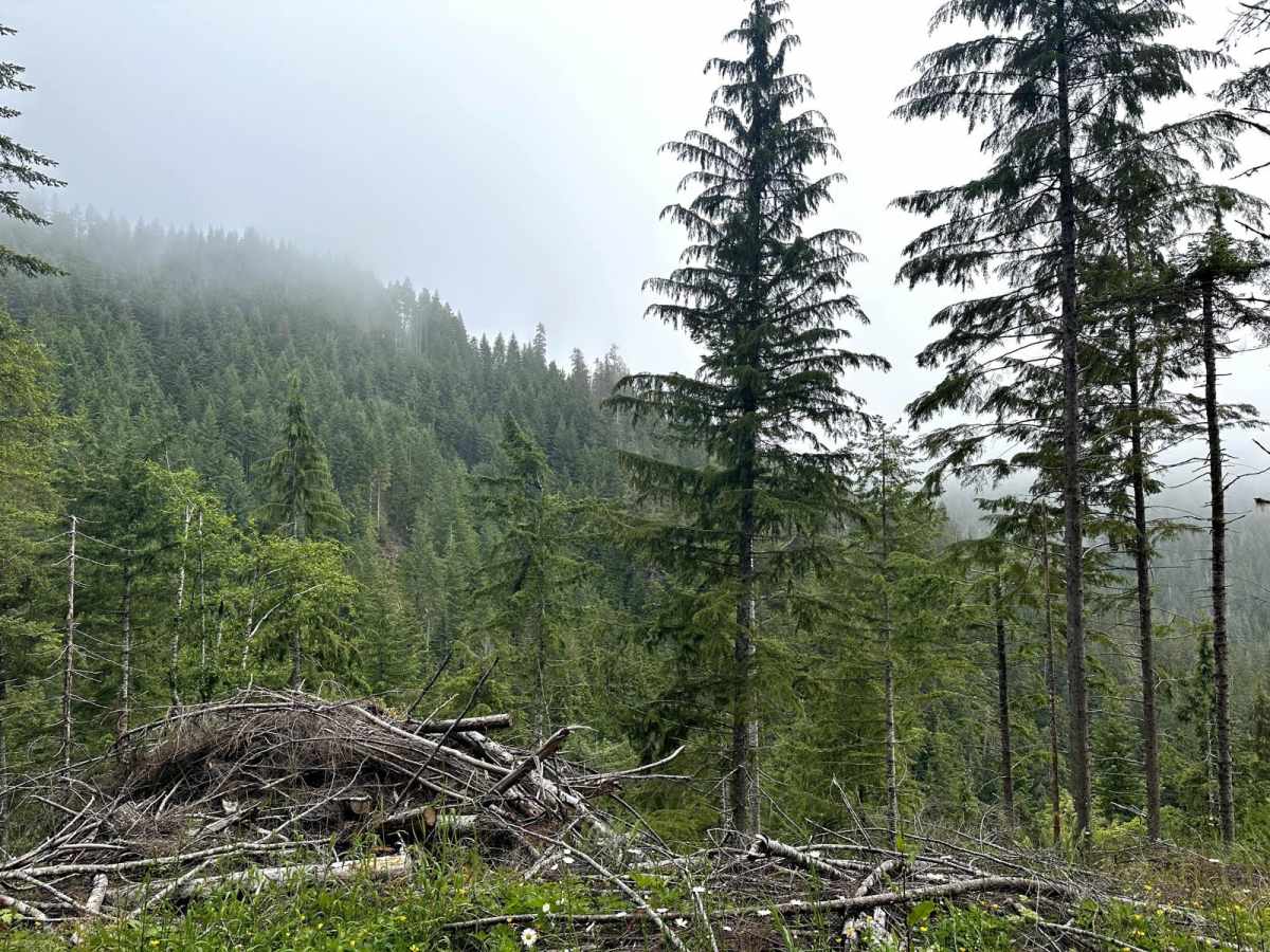 Humptulips Ridgeline Trail trail photo