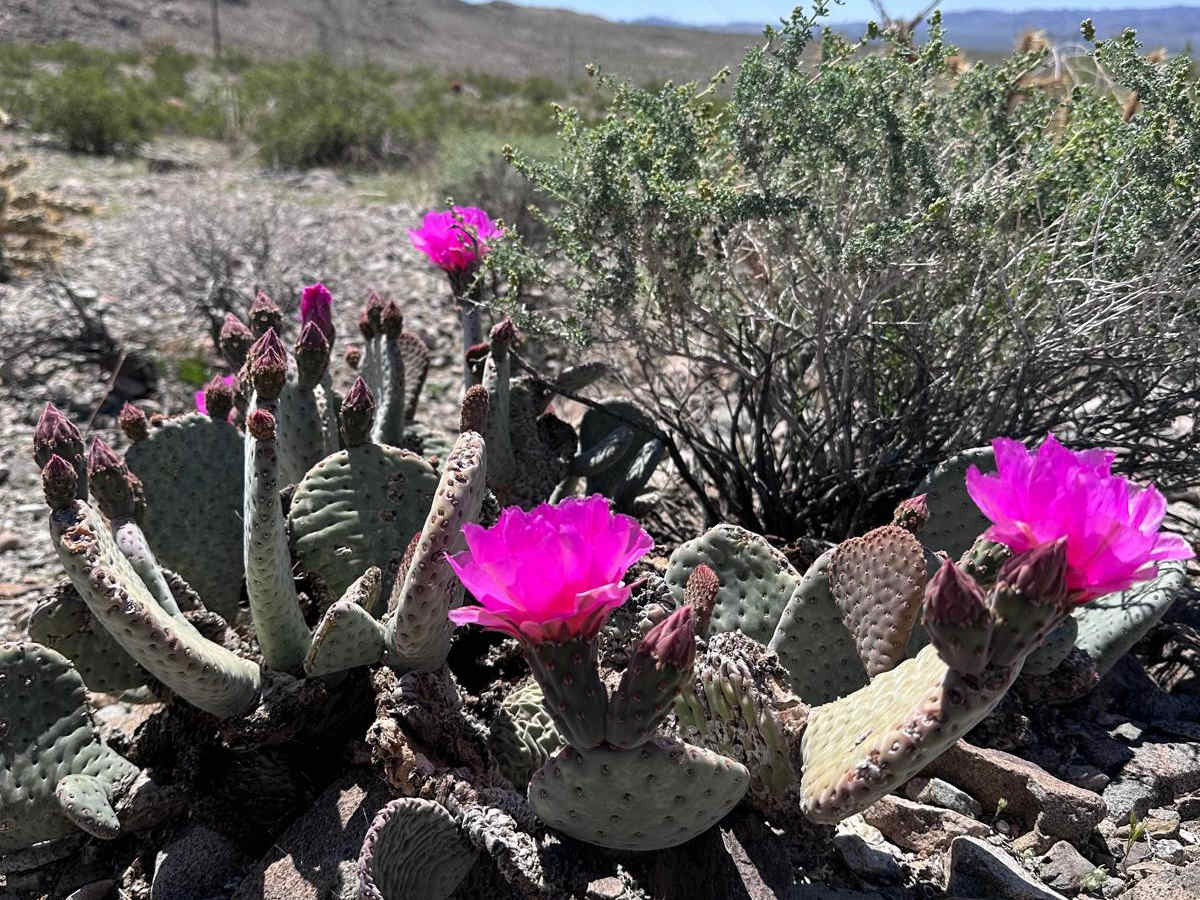 Boulder City Conservation Easement photo 3