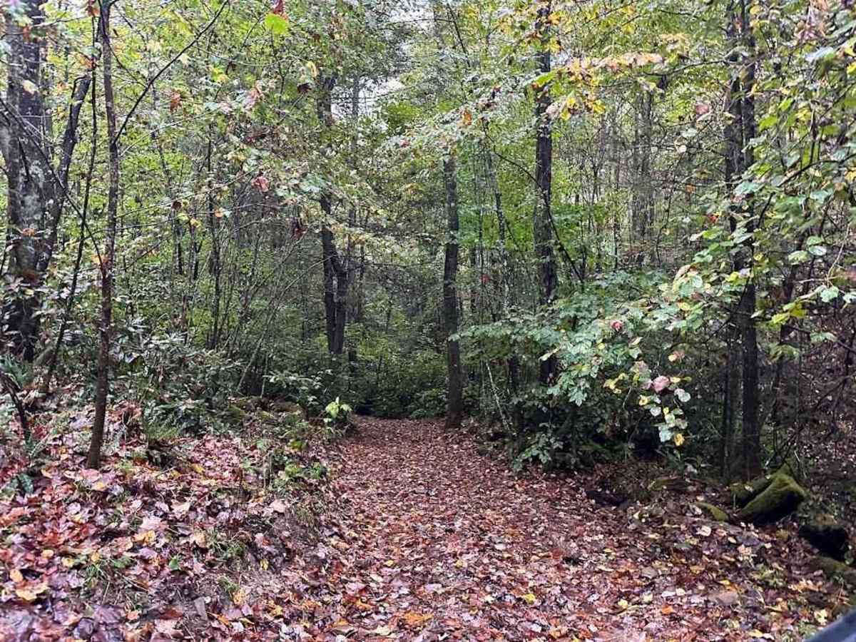 4 Green trail photo