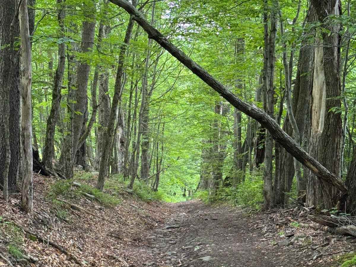 West Murphy Hill Road trail photo