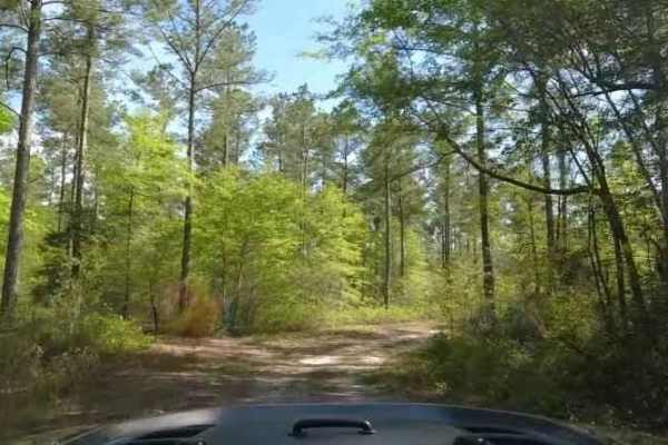 Chowan Swamp Gamelands