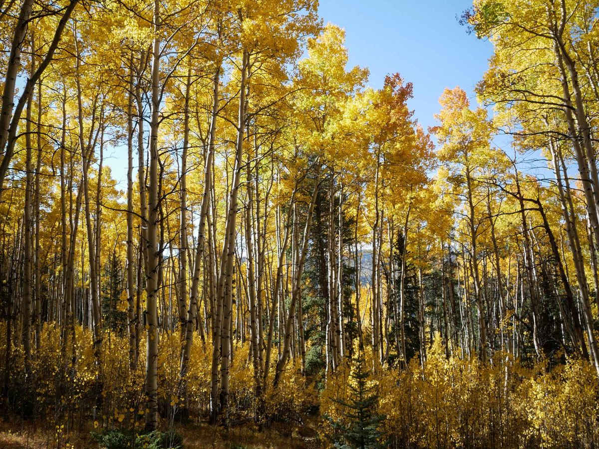 North Gulch photo 5