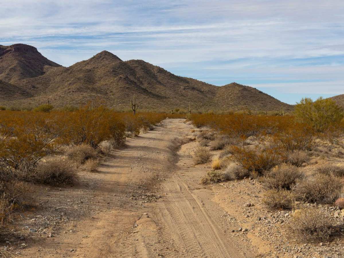Creosotes Revenge photo 4