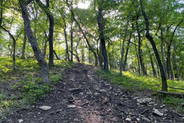 Ted's Hill