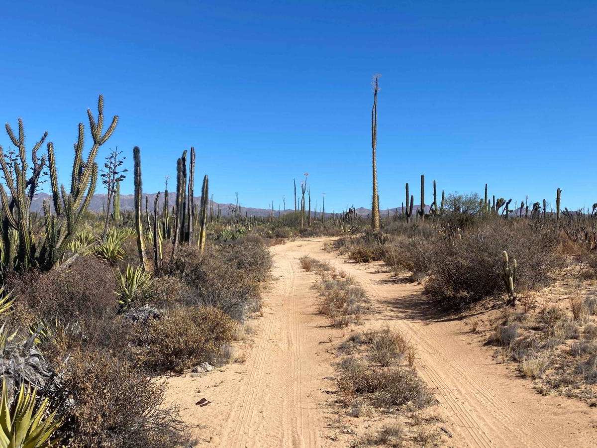 BOLA Cutoff trail photo