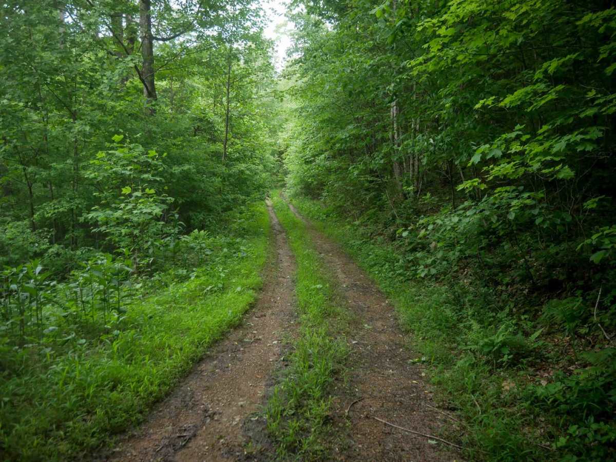 MV75 photo 2