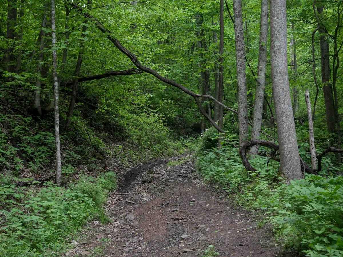 J43 trail photo