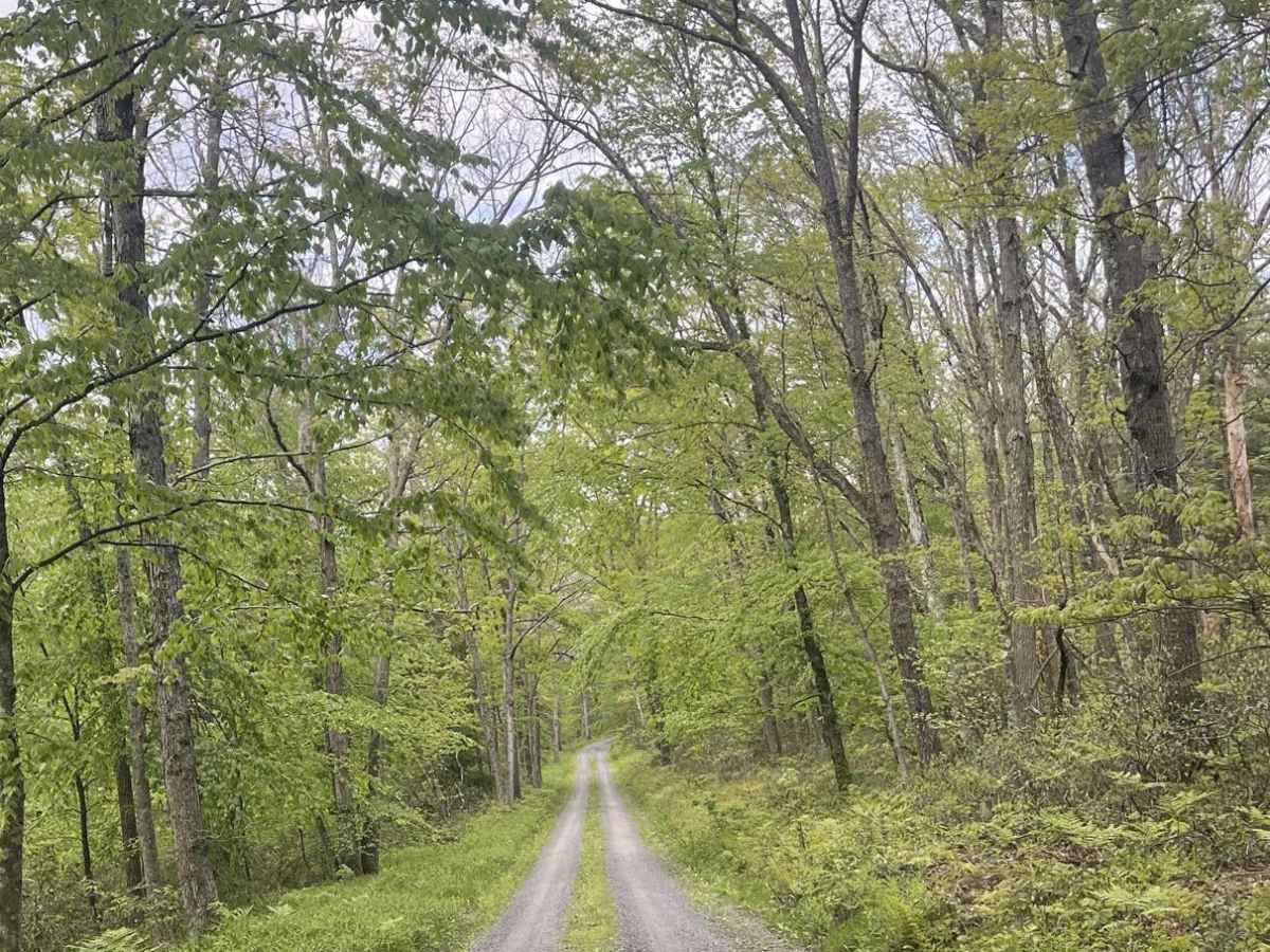 Oak Ridge Road photo 4