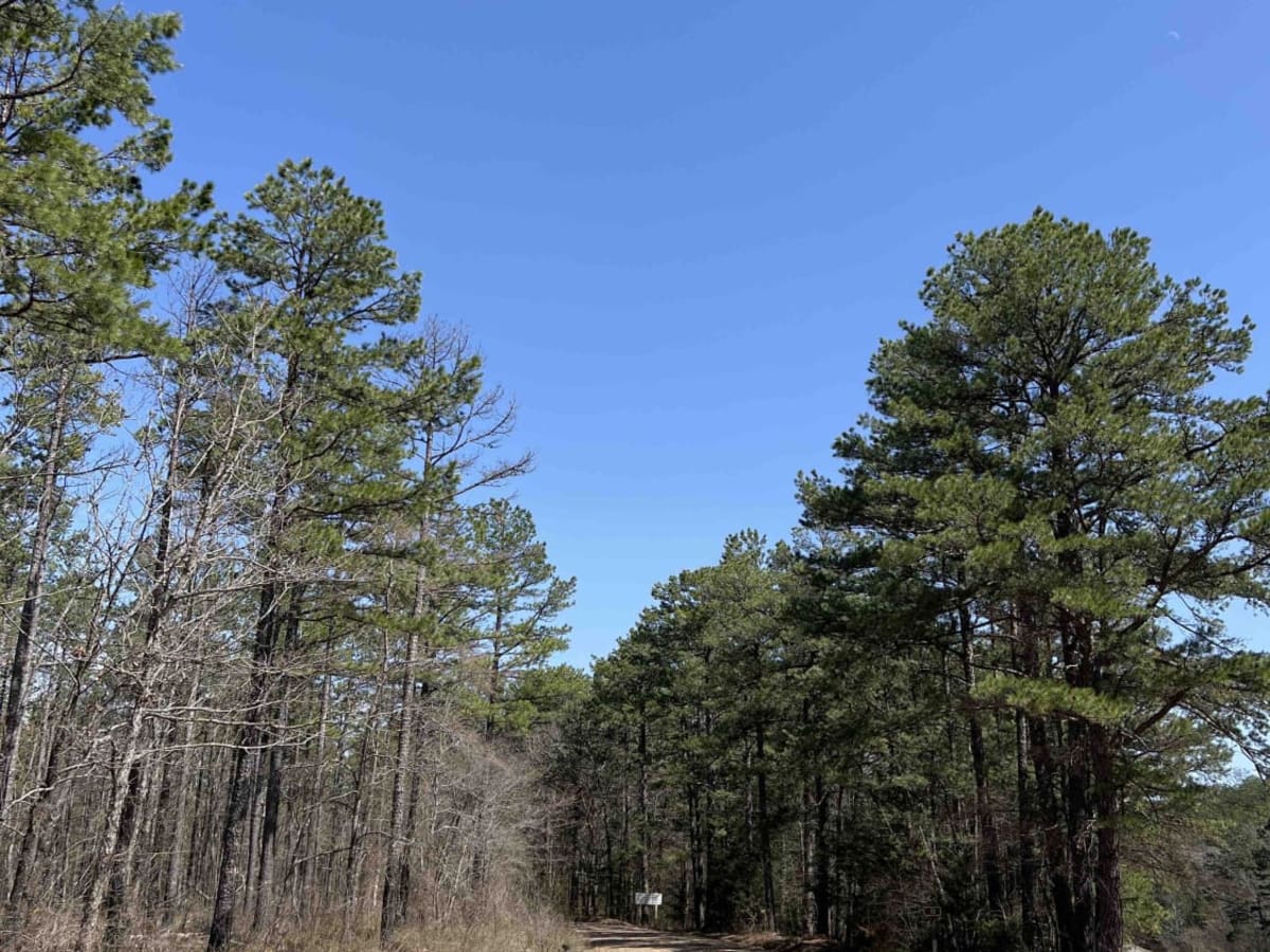 Nella Winfield 12 trail photo
