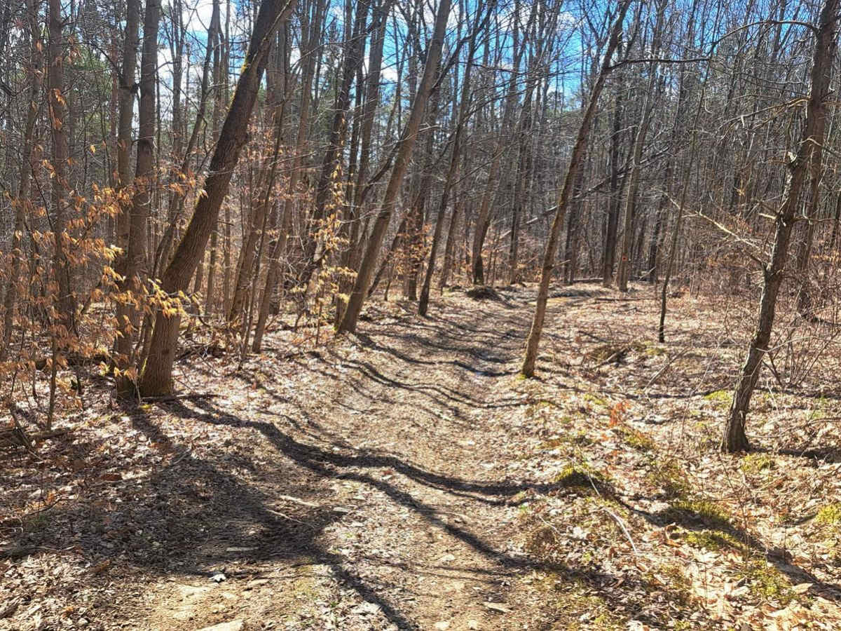 Red Wood trail photo