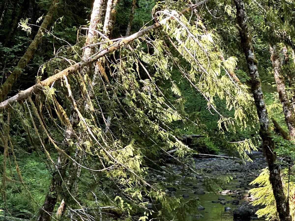 Dusk Point Trail photo 4
