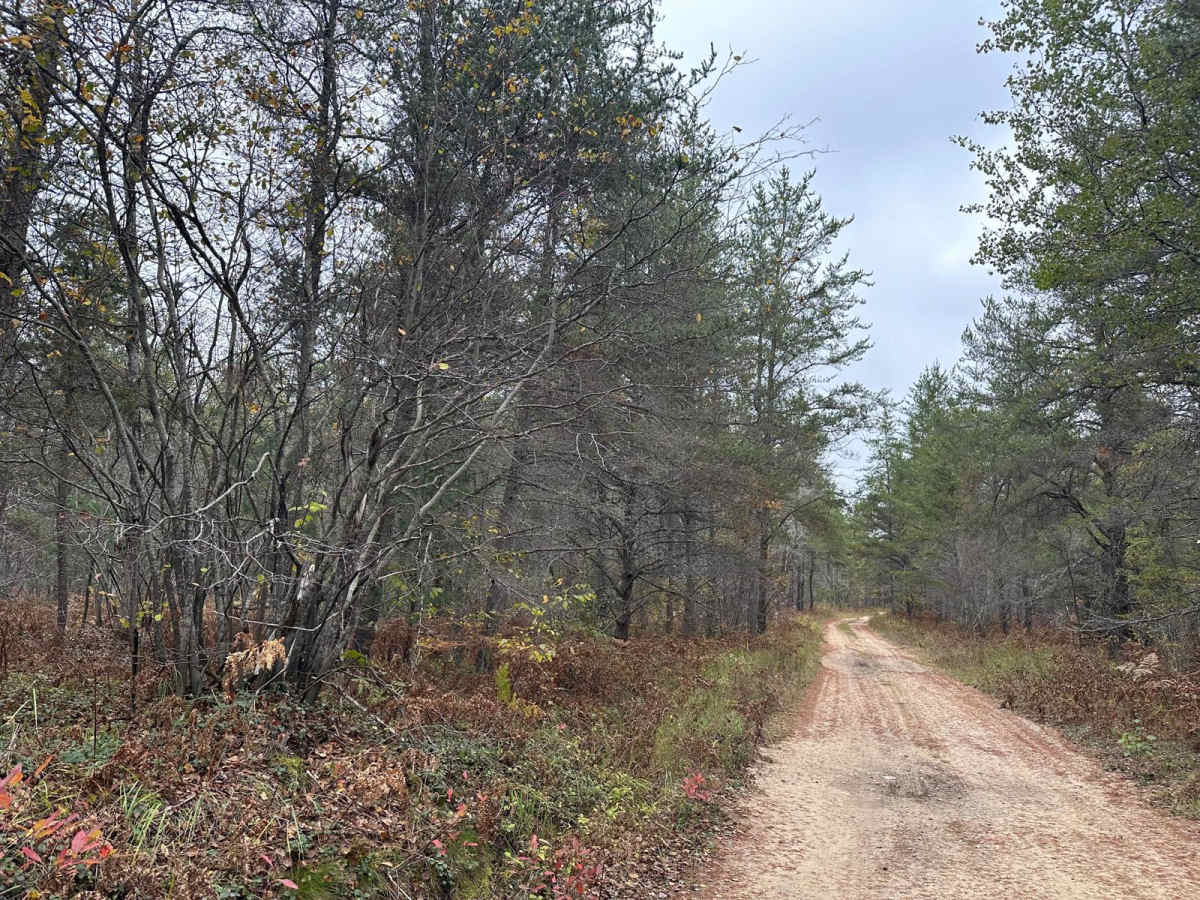 Driggs River Road photo 4