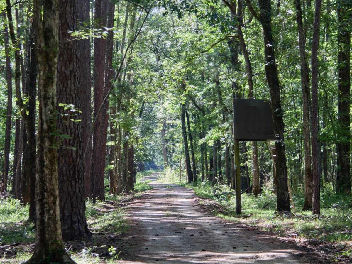 Loggy Lake Road photo 2
