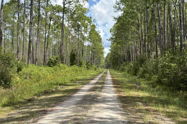 Big Gum Trail - Osceola NF 211