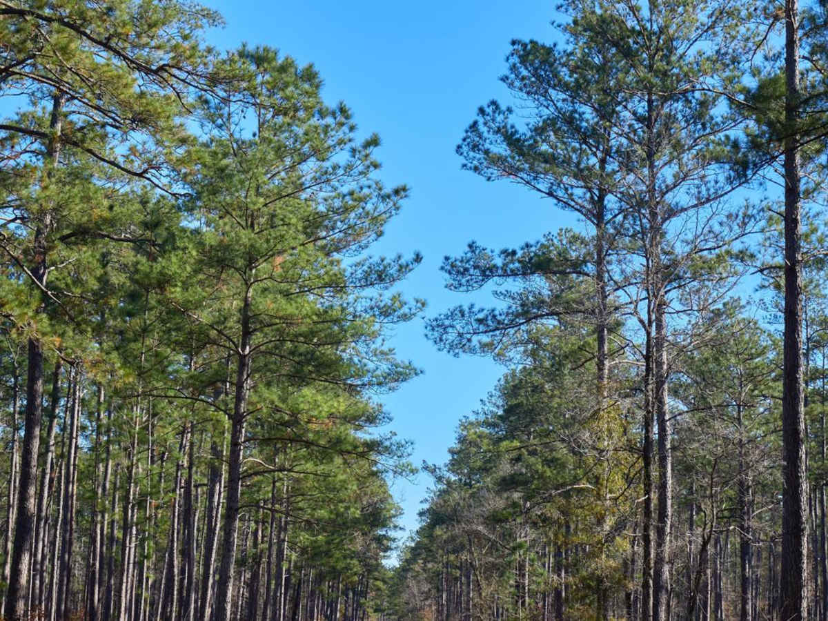 Wardfield Spur A - FSR212A trail photo