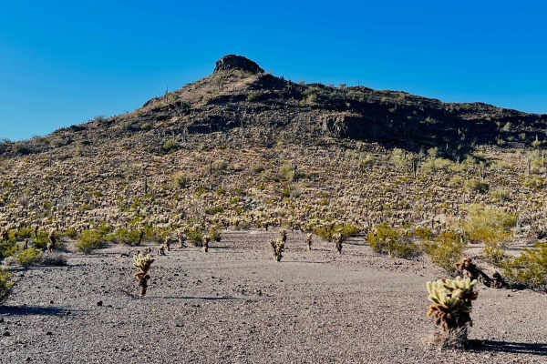 Sunset Cholla Loop