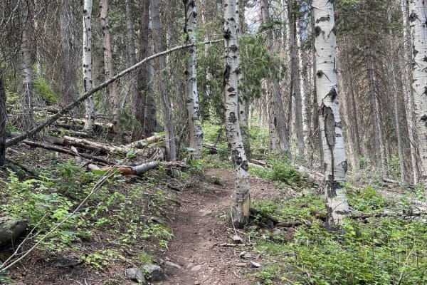 Bear Canyon Spur (2178)
