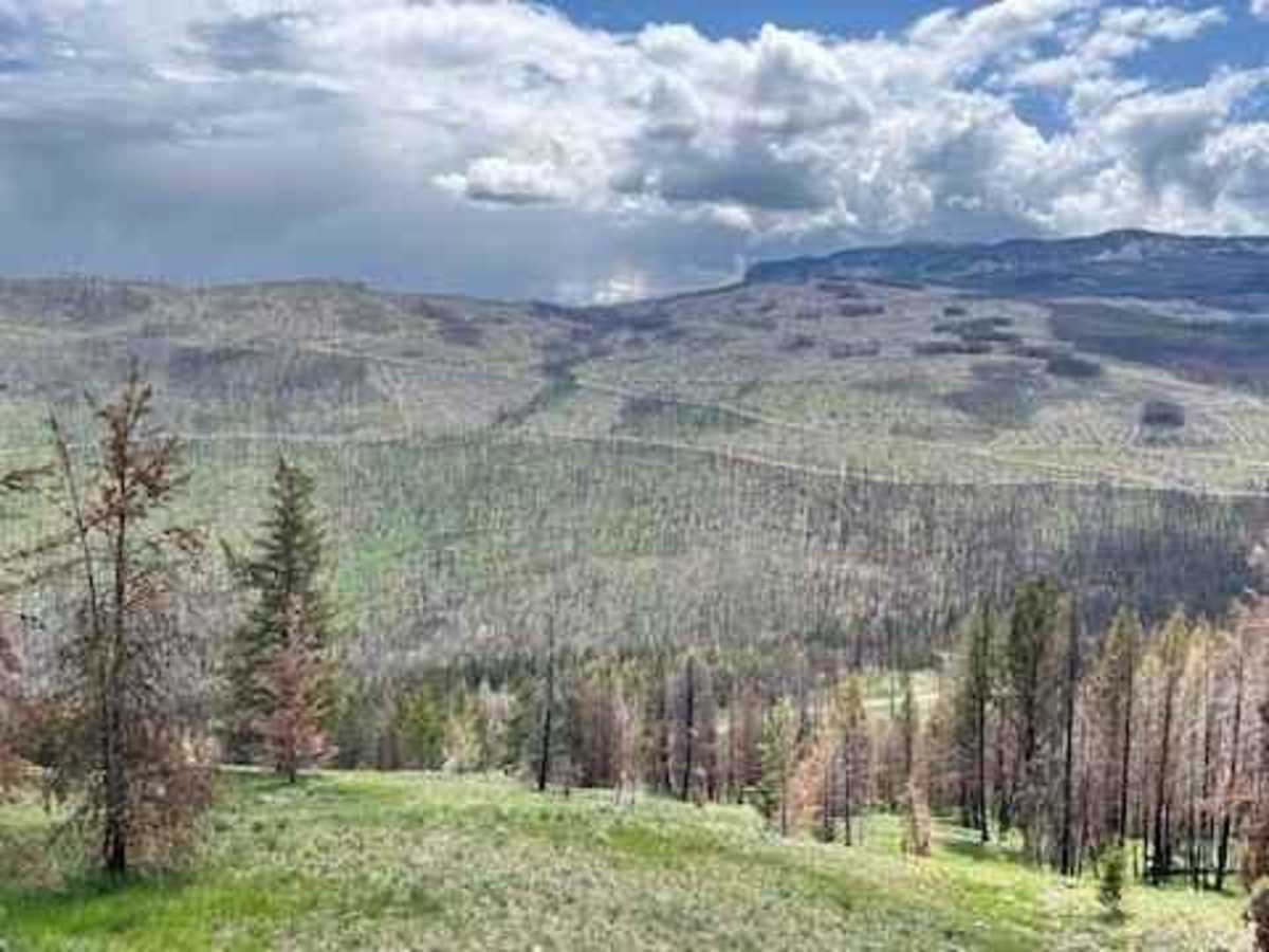 Stirling Creek/Old Joe FSR photo 5