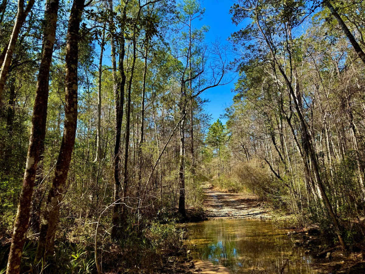 Florida State R47 Meadow Loop photo 3