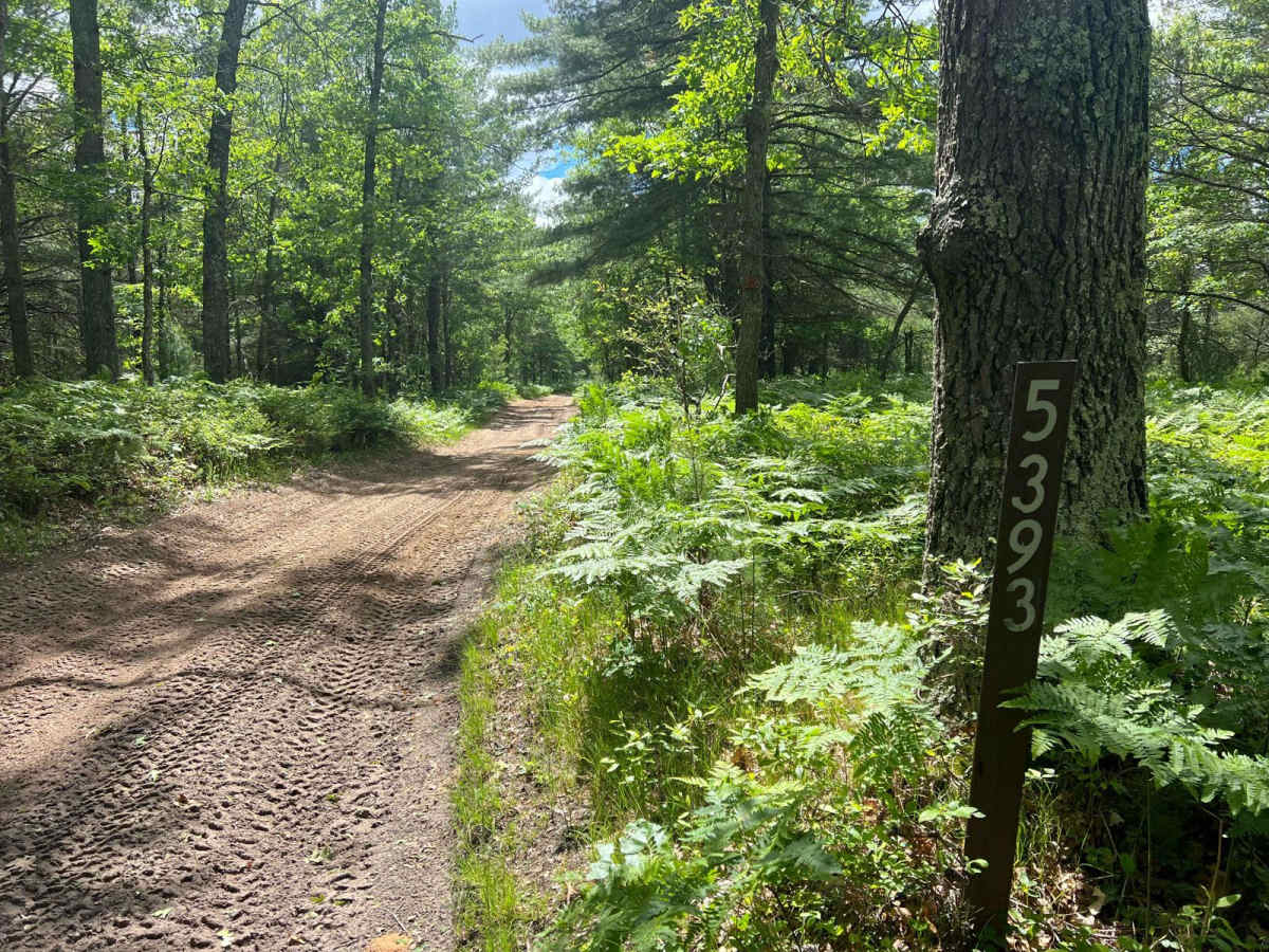 NFS 5393/6034 trail photo