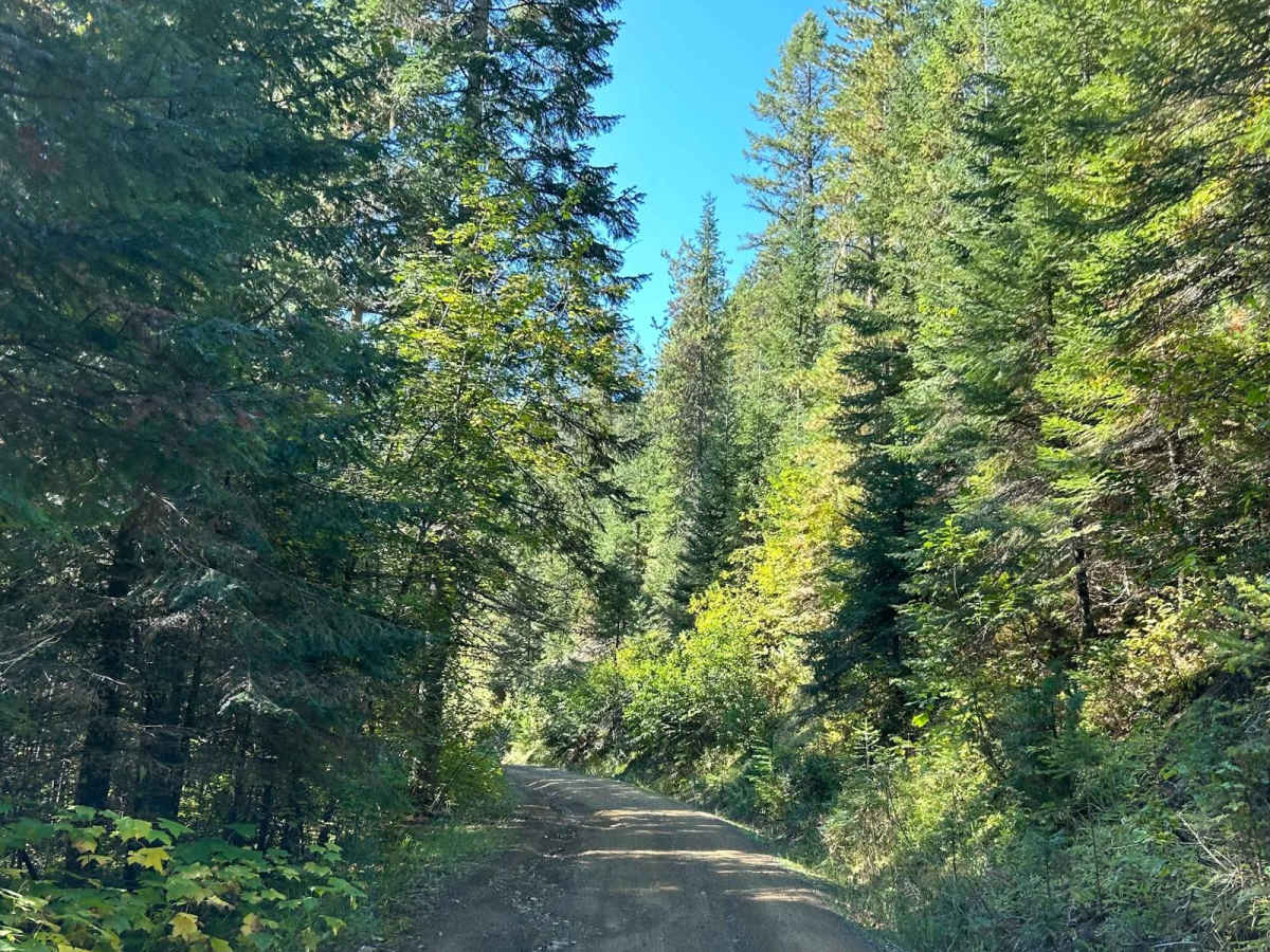 NSFDR 985 Slate Creek Bypass trail photo