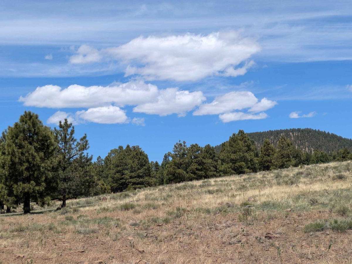 A1 Mountain Road - FS 506 trail photo