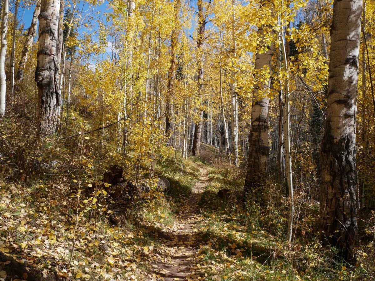 Jones Creek trail photo