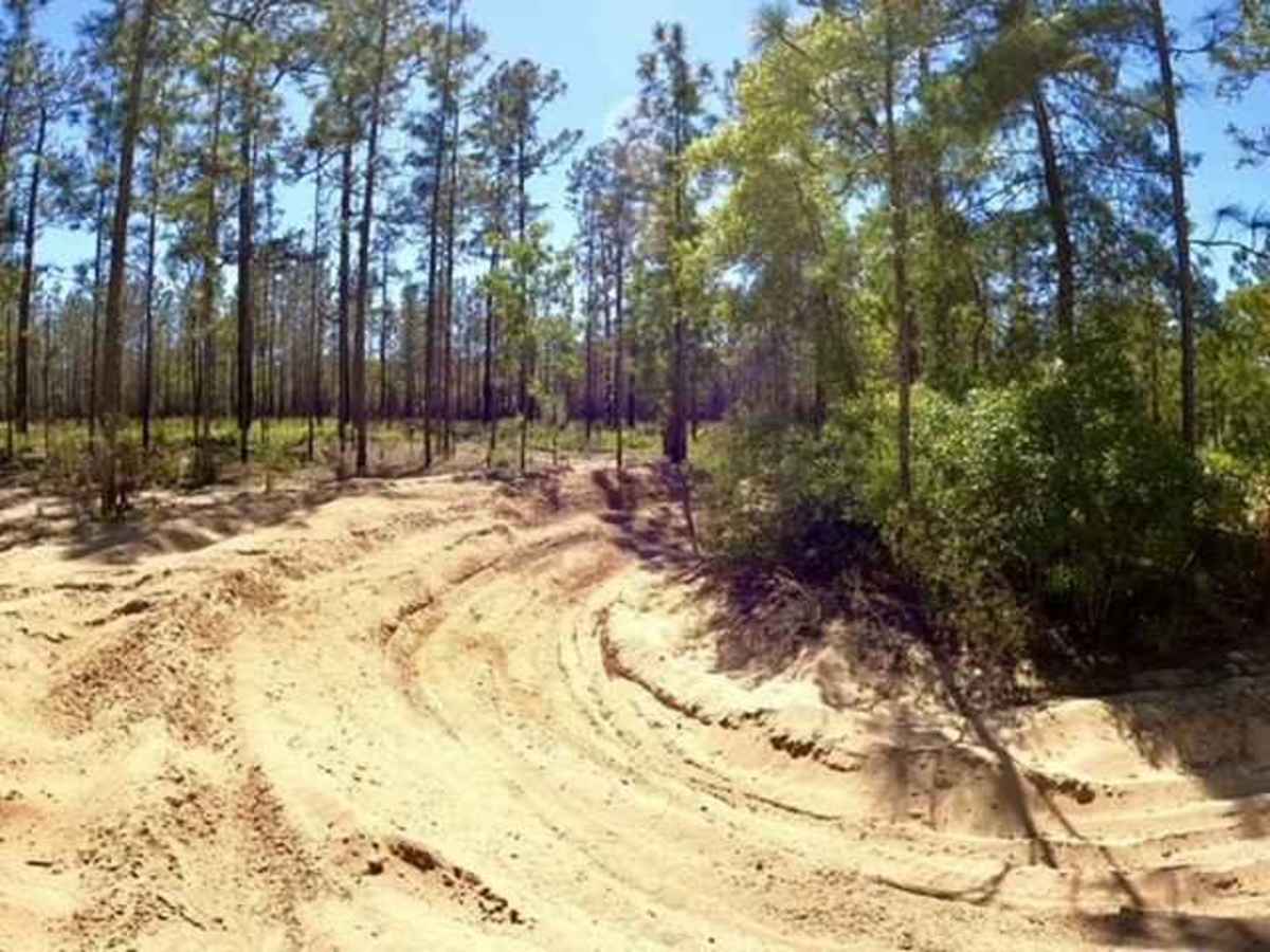 Longleaf Trail photo 5