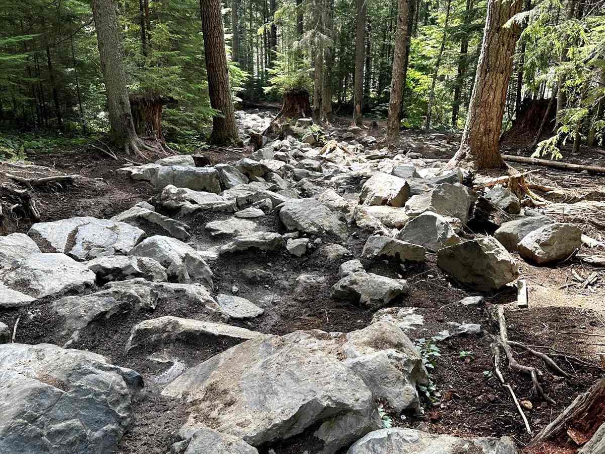 Alder Loop Trail photo 5