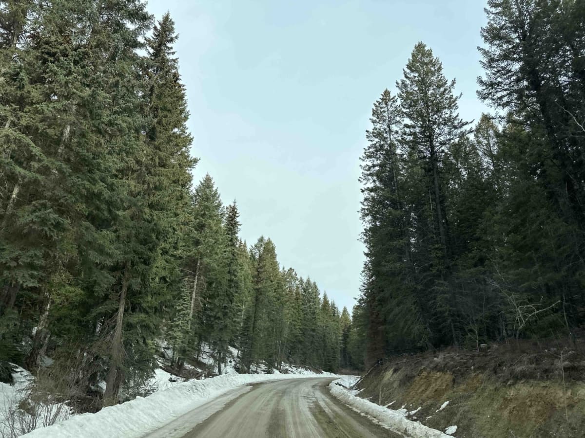 Forester Creek to Snowmobile Parking trail photo