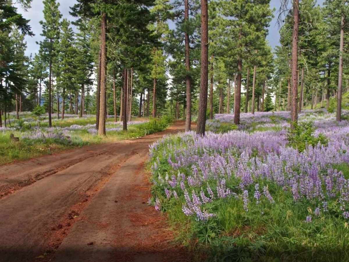 Tamarack Ridge Road trail photo