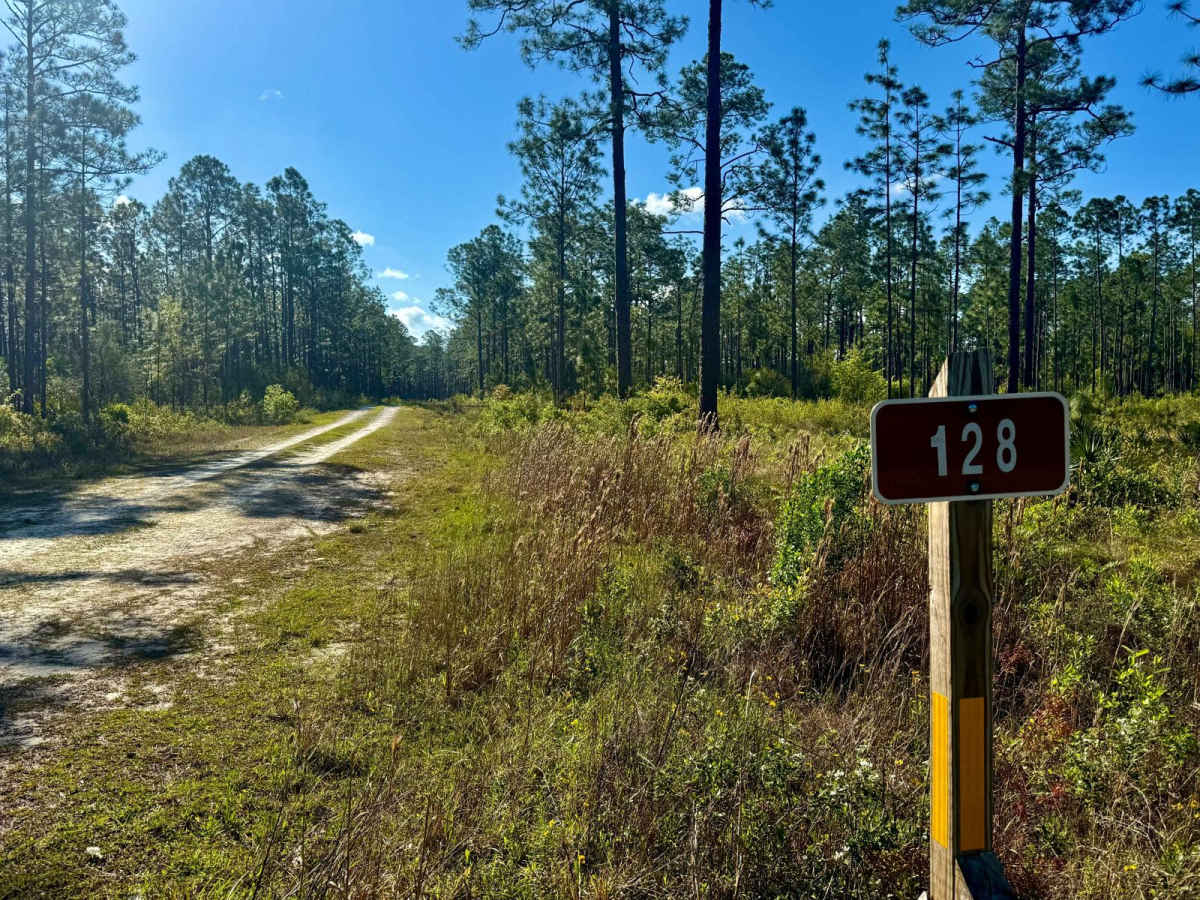 Clio Loop - FS 128 trail photo