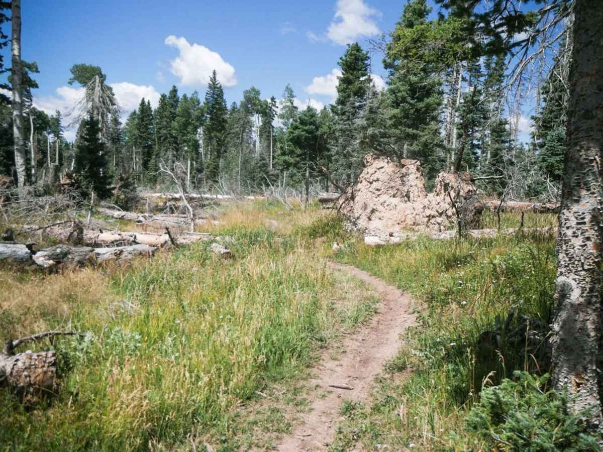 BC Rim photo 3
