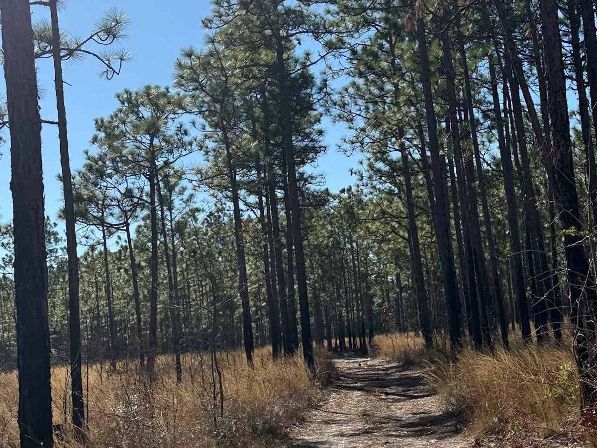 Pettiford Creek Trail 1 trail photo