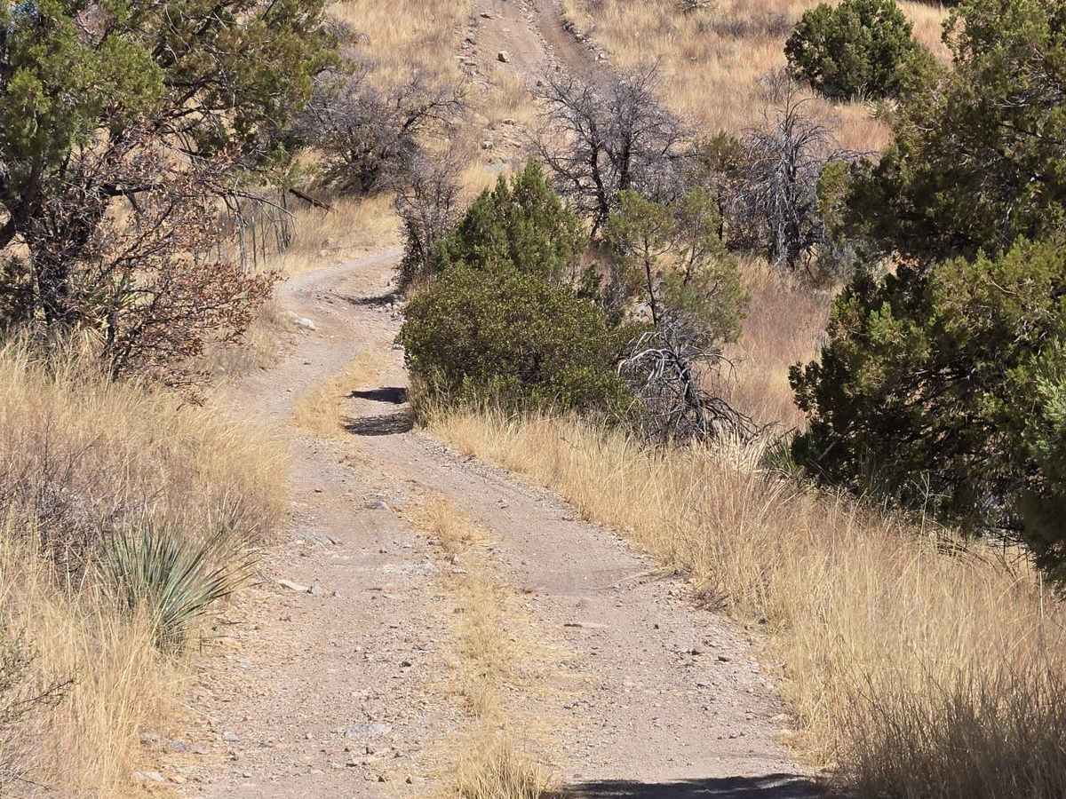 Hog Ridge - Trail 4859 photo 2