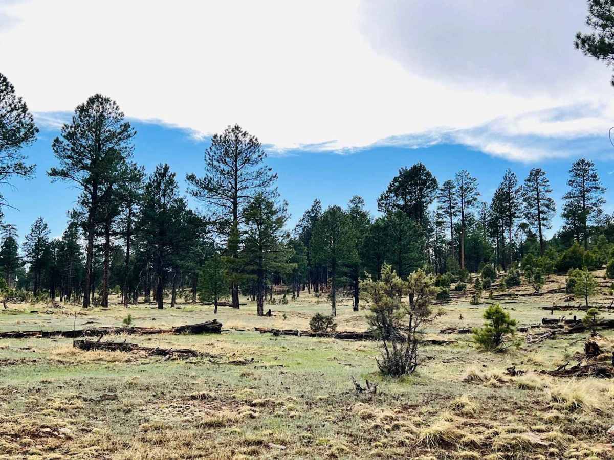 Hay Meadow trail photo